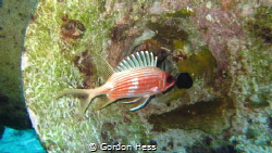 just a cute squirrel fish in a blow horn on shipwreck by Gordon Hess 